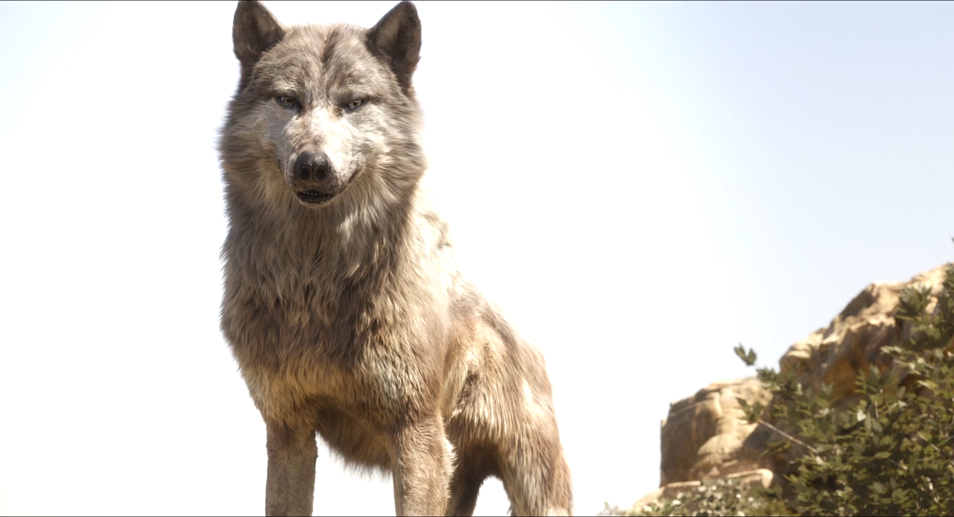 The Jungle Book Wolf Akela