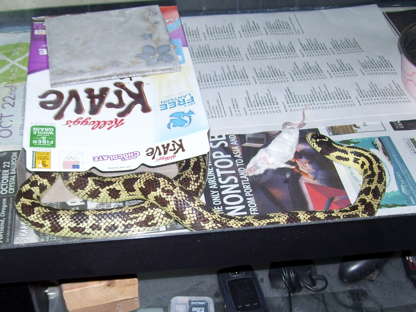 Banana California Kingsnake by GiuseppeDiRosso on DeviantArt