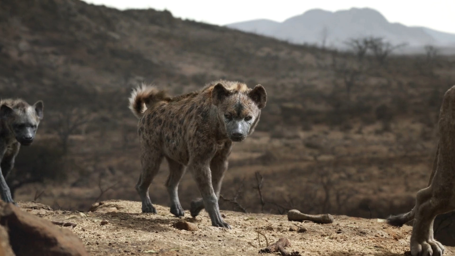 Thelionking19 Shenzi 2 By Giuseppedirosso On Deviantart Thelionking19 Shenzi 2 By Giuseppedirosso On Deviantart