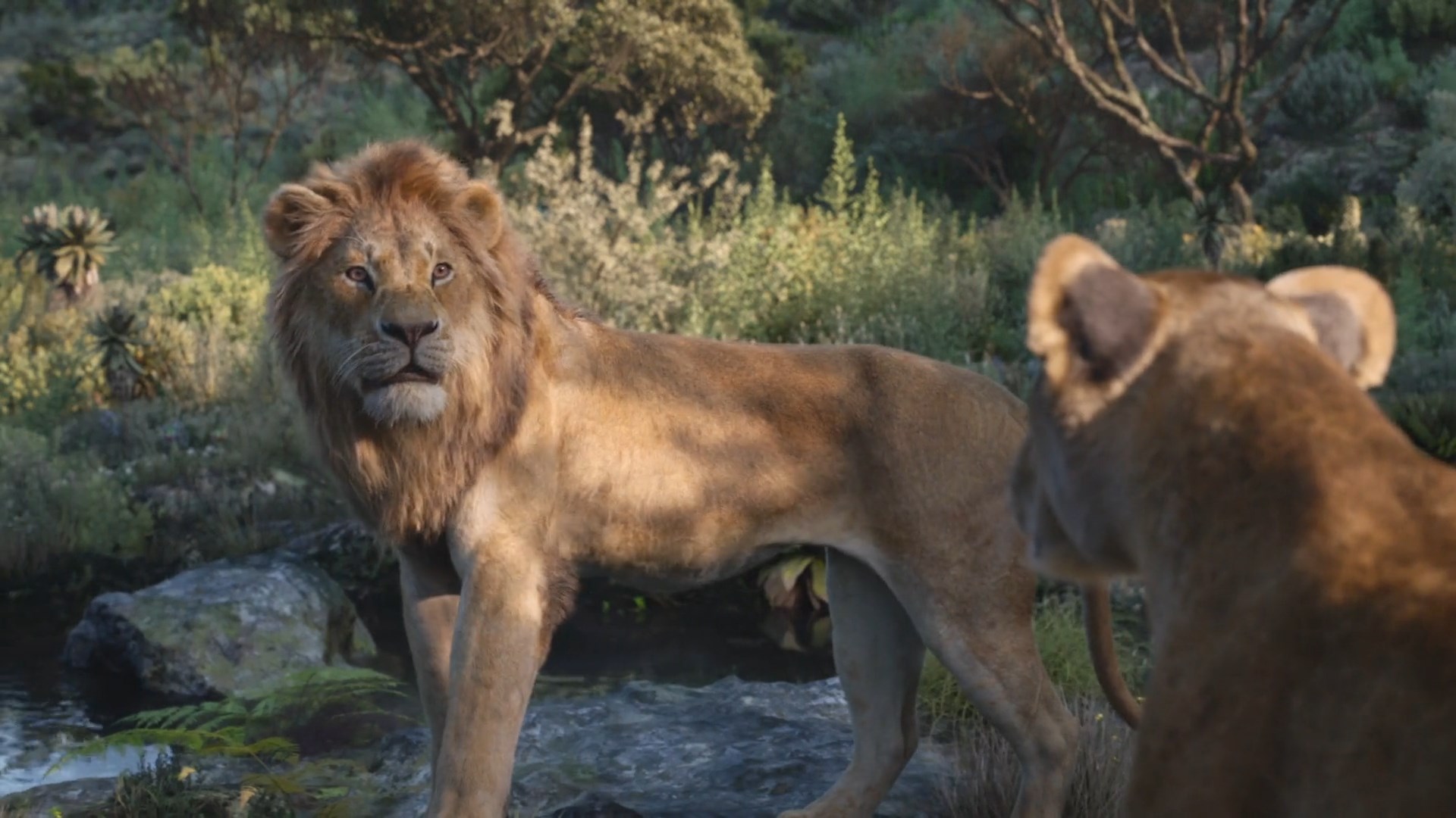 Simba 3 TheLionKing2019-Simba 3 by GiuseppeDiRosso on DeviantArt