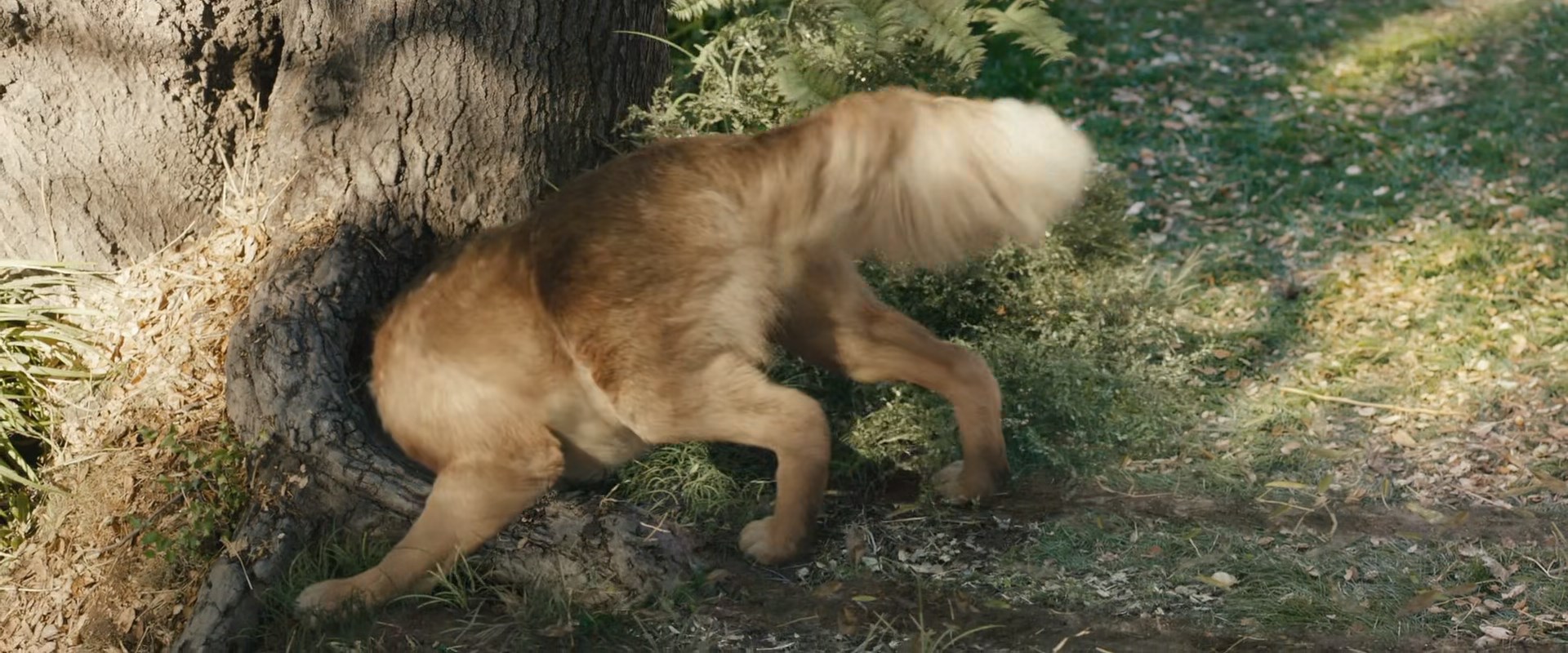 The Call Of The Wild Buck 2a By Giuseppedirosso On Deviantart The Call Of The Wild Buck 2a By Giuseppedirosso On Deviantart