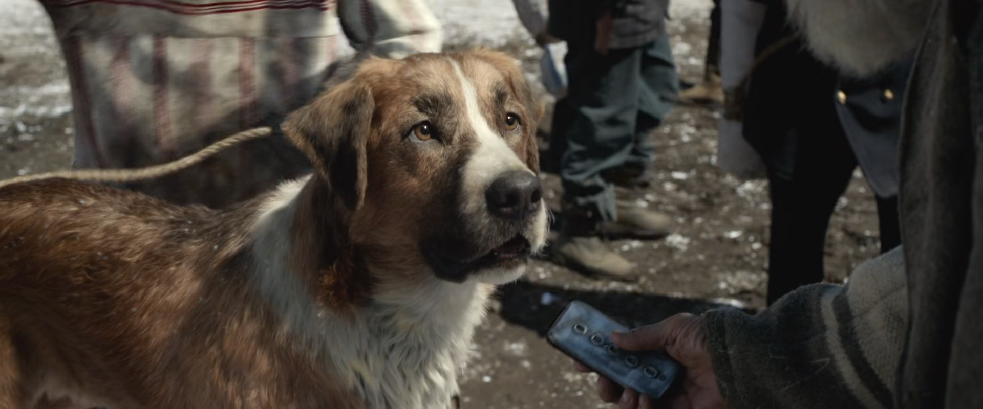 The Call Of The Wild Buck 6 By Giuseppedirosso On Deviantart The Call Of The Wild Buck 6 By Giuseppedirosso On Deviantart