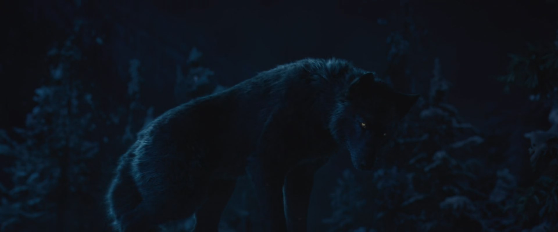the call of the wild black wolf by