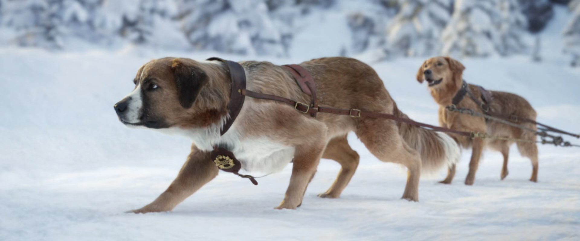 The Call Of The Wild Buck 14 By Giuseppedirosso On Deviantart The Call Of The Wild Buck 14 By Giuseppedirosso On Deviantart