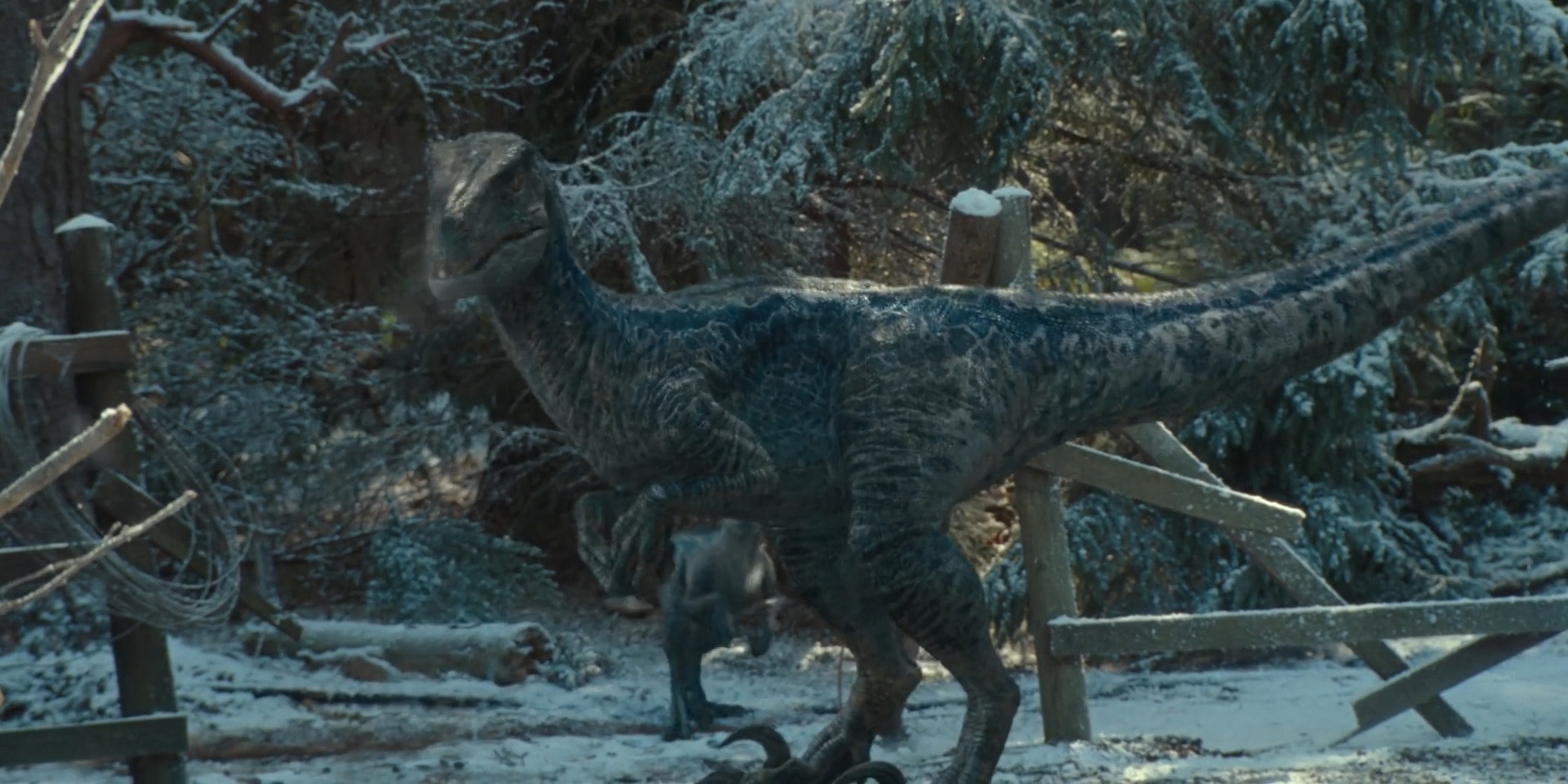 Jurassic World Dominion-Blue 10 by GiuseppeDiRosso on DeviantArt