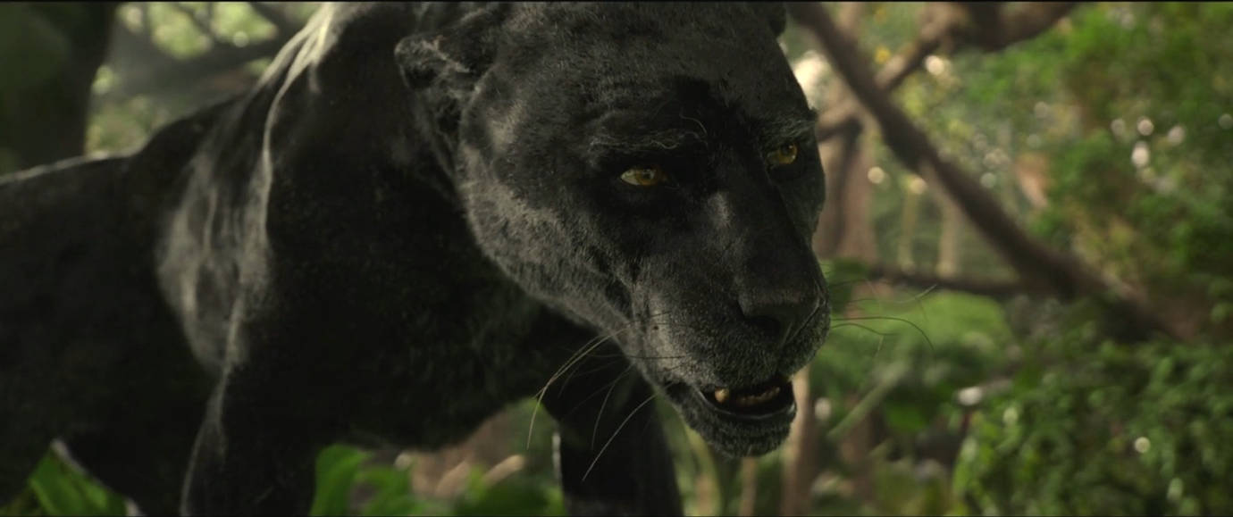 Bagee Rani Mowgli-Bagheera 13 by GiuseppeDiRosso on DeviantArt