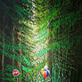 Forest road