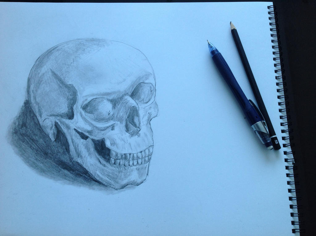 Skull sketch