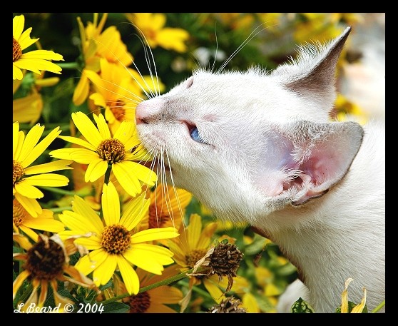 Yum..... Daisies