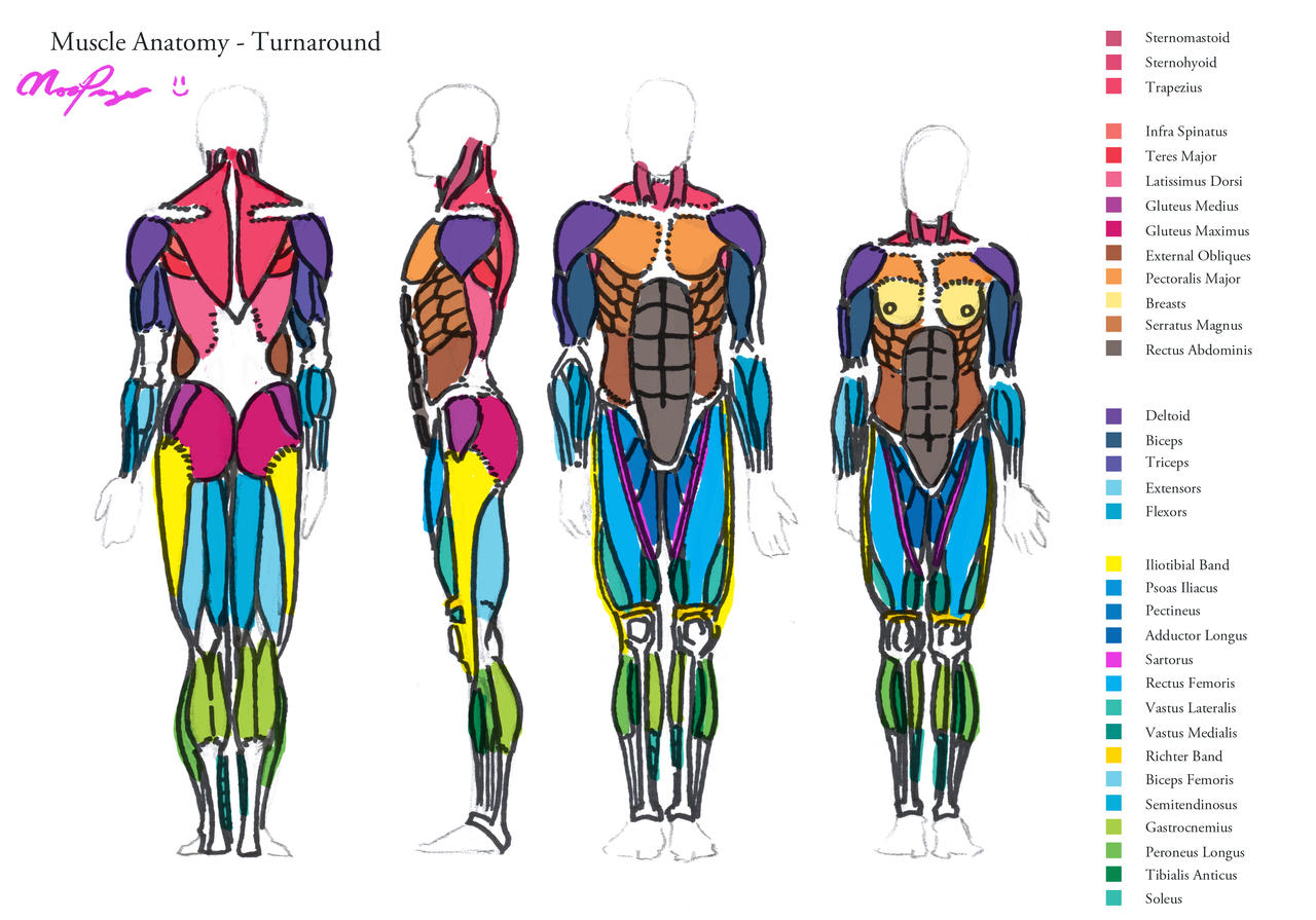 Muscle Anatomy - Turnaround by HeartGear on DeviantArt
