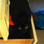 My OTHER Kitty, Mia, likes to sleep in my drawers.