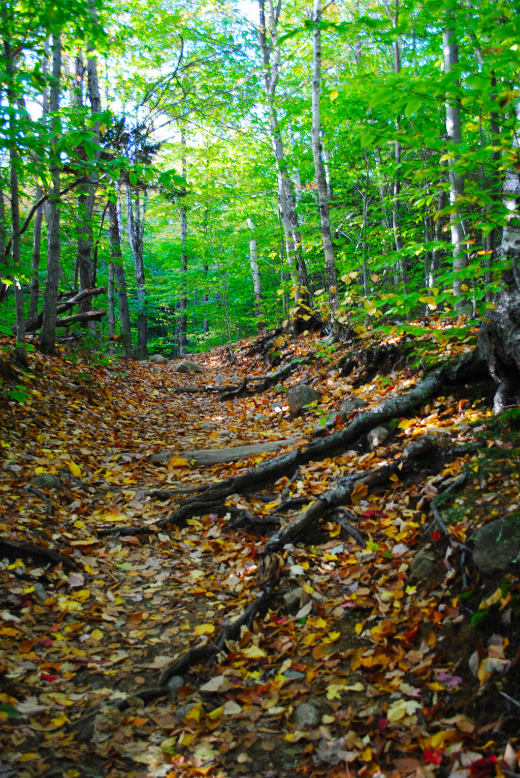 Mountain Trail