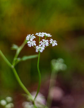 The Queen's Lace