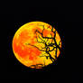 Moon in a tree
