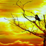 Watching the sun set