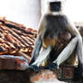 Monkey feeding baby