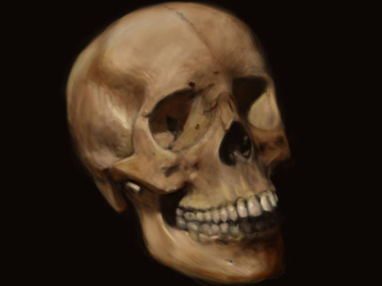 Skull Study