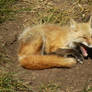 Yawning Red Fox