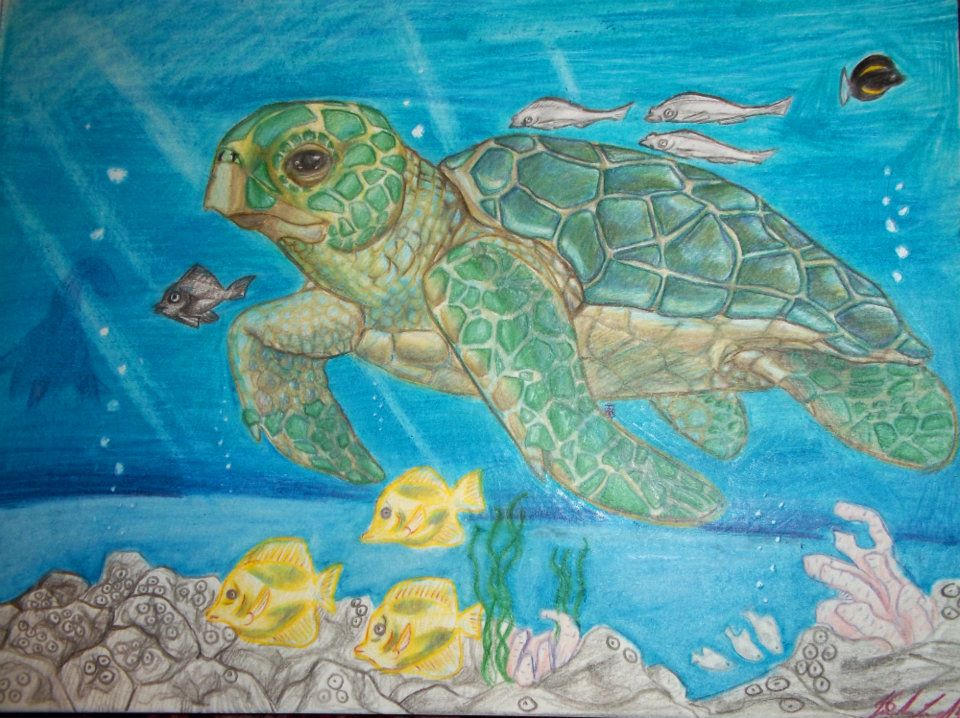 Turtle Turtle by Jerujacan on DeviantArt