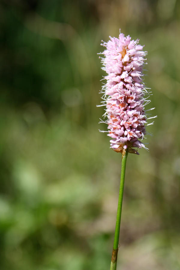 Same pink flower.