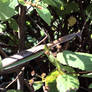 trimming bush out front praying mantis