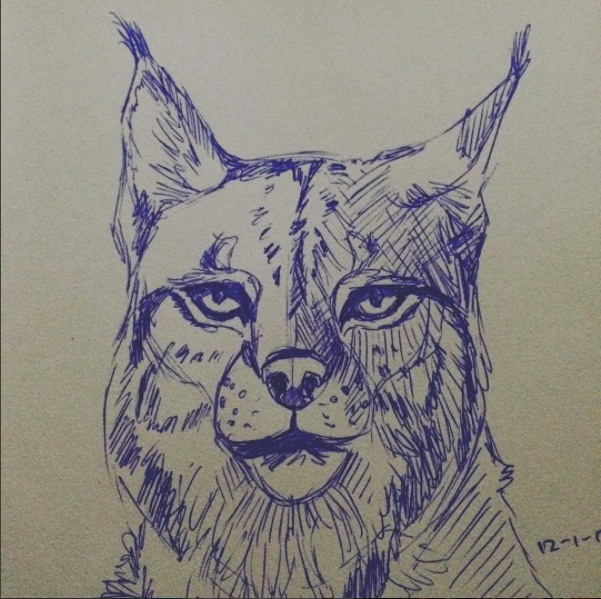 Lynx pen sketch