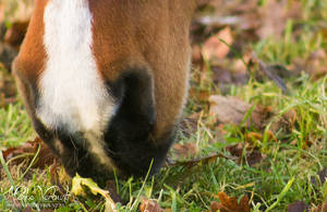 Loulou nose