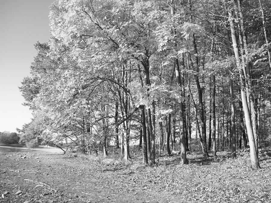 Trees in the Forest