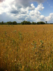 Field of Wheats