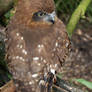 Brown Owl 2