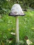 Wild Mushroom 2 by shhhhh-art-Stock