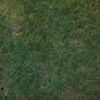Grass Texture 1