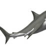 Great White Shark
