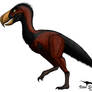 Paraphysornis