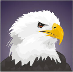 Bald eagle