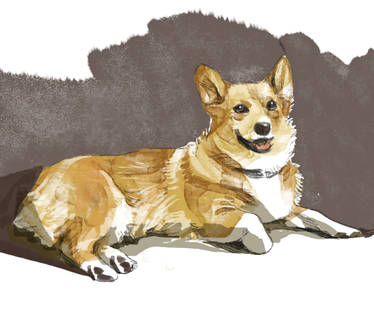 Corgi