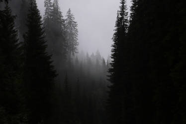 Forest fog