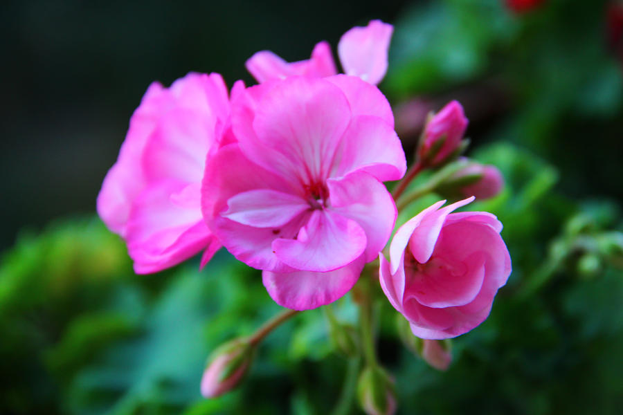 Pink Flower