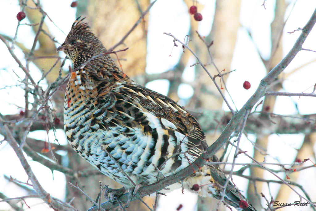 Partridge, Grouse, Turkeys and Quail on Canadian-Wildlife - DeviantArt