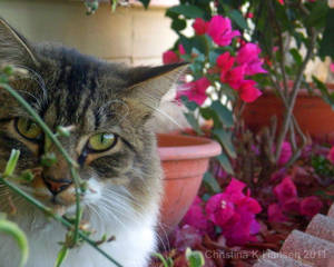 Garden Cat