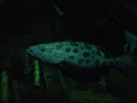 Spotted Fish in The Dark