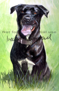 Commission Rottweiler-Mix