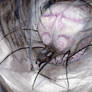 Zeckenspinne
