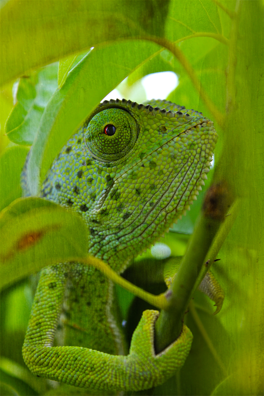 Cameleon