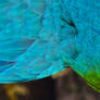 Parrot detail