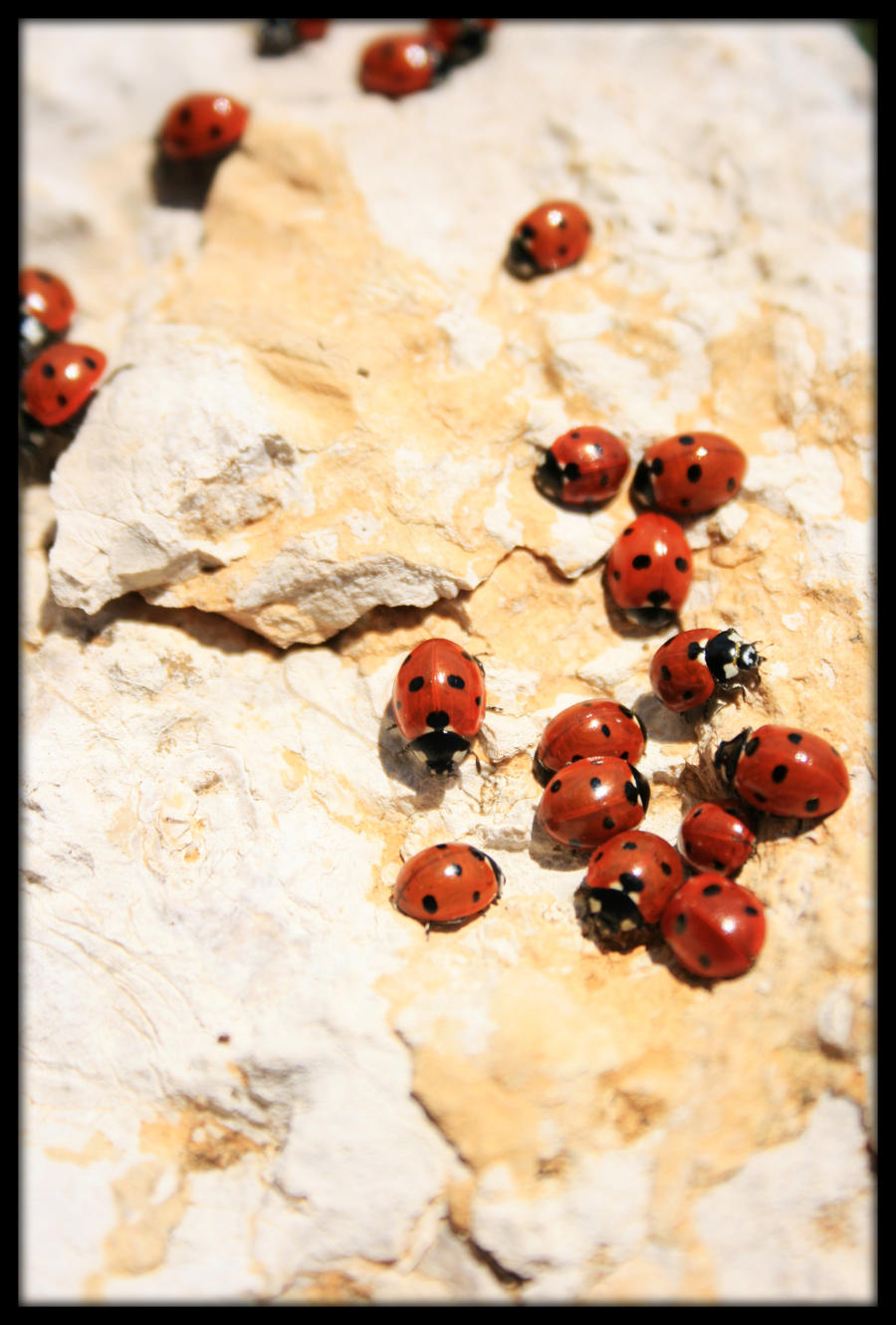 Ladybugs on tour