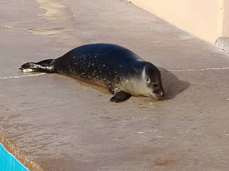 A seal pup. jpg