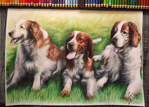 Welsh Springer Spaniels