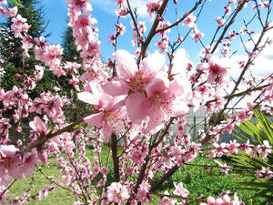 Peach Flowers