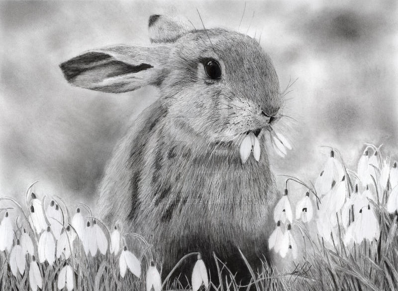 Rabbit HyperRealistic Graphite Drawing by jaschultz on DeviantArt